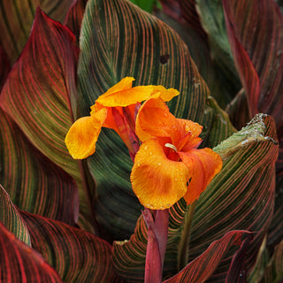 CANNA RED LEAVES