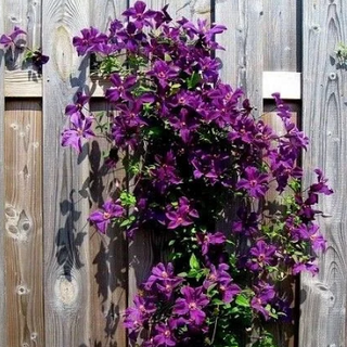 MIX FRAGRANT CLEMATIS Scented Montana