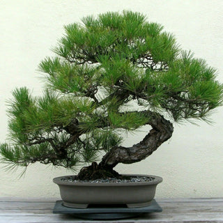 BONSAI - JAPANESE BLACK PINE Pinus thunbergii