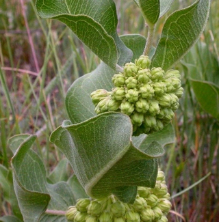 SHORT GREEN MILKWEED <br>Asclepias viridiflora