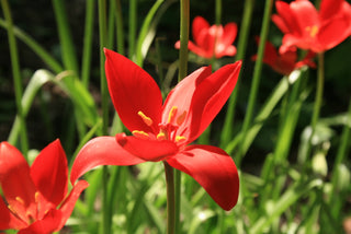 RED WILD TULIP <br>Tulipa sprengeri