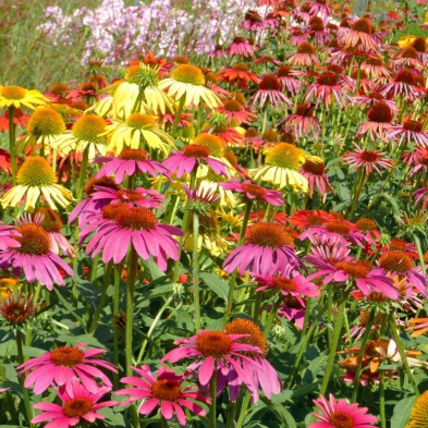 TALL MIX CONEFLOWER Dreamcoat Echinacea