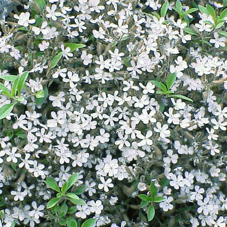 WHITE ROCK SOAPWORT Saponaria ocymoides