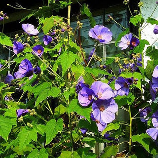 FLOWERING MAPLE BLUE <br>Abutilon vitifolium