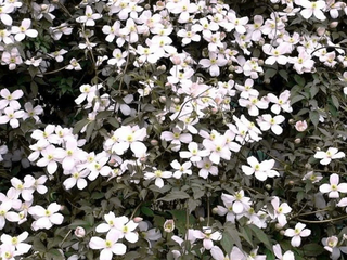 FRAGRANT WHITE CLEMATIS <br>Clematis montana
