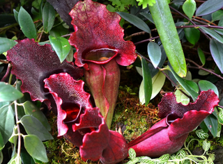 PITCHER PLANT, RED FORM OF PURPLE Sarracenia purpurea venosa