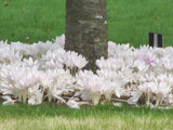 WHITE FALL CROCUS Colchicum diampolis