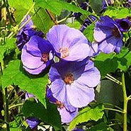 BLUE FLOWERING MAPLE Abutilon vitifolium
