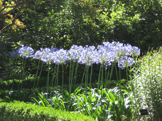 GIANT LILY OF THE NILE <br>Agapanthus africanus umbellatus