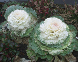 WHITE ORNAMENTAL FLOWERING KALE Wedding Bouquet Flower, Brassica oleracea
