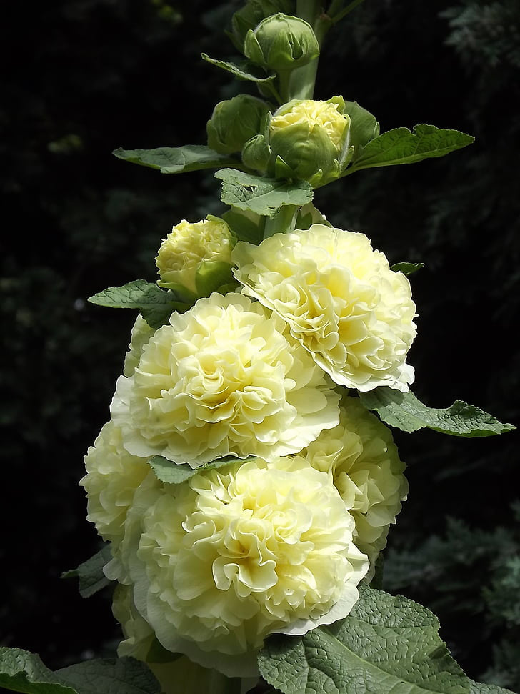Plant Profile for Alcea rosea 'Chater's Yellow' - Double Hollyhock