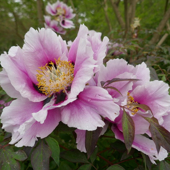 Friday's Seeds – Fernleaf peony – Botanically Inclined – Seed Adventures