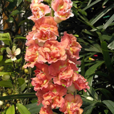 DOUBLE BUTTERFLY SNAPDRAGON MIX Antirrhinum