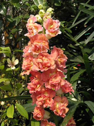 SNAPDRAGON DOUBLE BUTTERFLY MIX <br>Antirrhinum