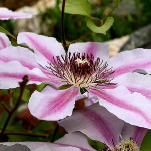 BABY PINK CLEMATIS