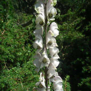 WHITE MONK'S HOOD, WOLFSBANE Aconitum napellus