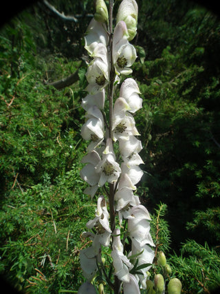 MONK'S HOOD WHITE WOLFSBANE <br>Aconitum napellus vulgare albidum
