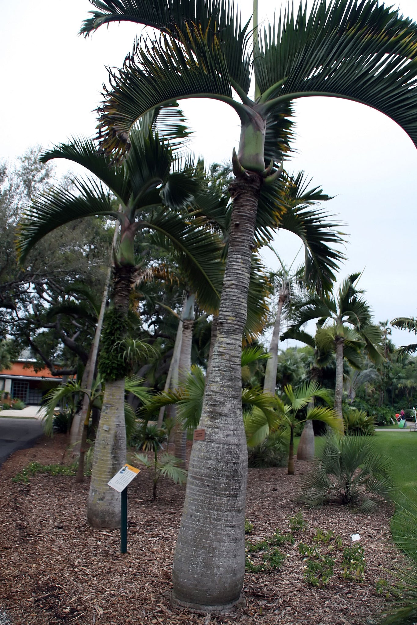 bottle palm tree