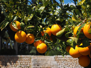 Poncirus trifoliata <br>HARDY ORANGE Japanese Bitter Orange