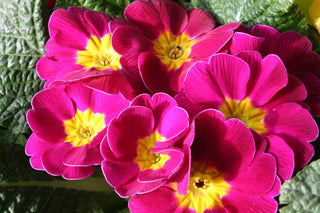 ENGLISH PRIMROSE MIX <br>Primula vulgaris