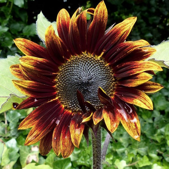 SHOCK-O-LAT SUNFLOWER Helianthus annuus – Ferri Seeds