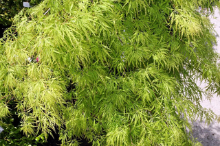 LACE-LEAF JAPANESE MAPLE <br>Acer palmatum matsumurae dissectum
