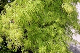 LACE-LEAF JAPANESE MAPLE Acer palmatum matsumurae dissectum
