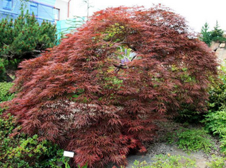 RED CUTLEAF JAPANESE MAPLE <br>Acer palmatum