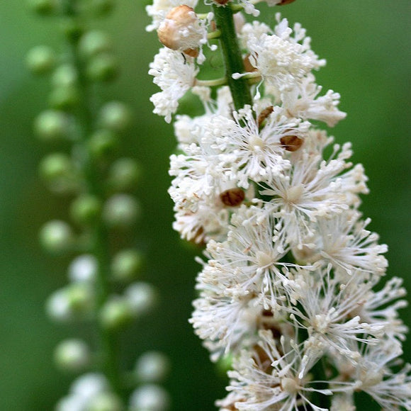 SNAKEROOT BUGBANE Cimicifuga racemosa var. cordifolia