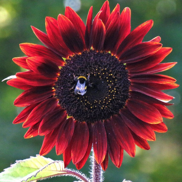 Helianthus SUNFLOWER 'RED RUBY' – Ferri Seeds