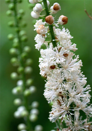 SNAKEROOT BUGBANE <br>Cimicifuga racemosa var. cordifolia