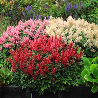 COMPACT ASTILBE MIX Ardensii