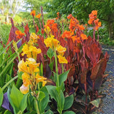RED LEAVES CANNA