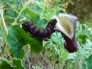 DUTCHMAN'S PIPE  VINE Aristolochia chilensis