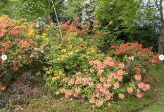 HARDY AZALEA MIX <br>Rhododendron exbury