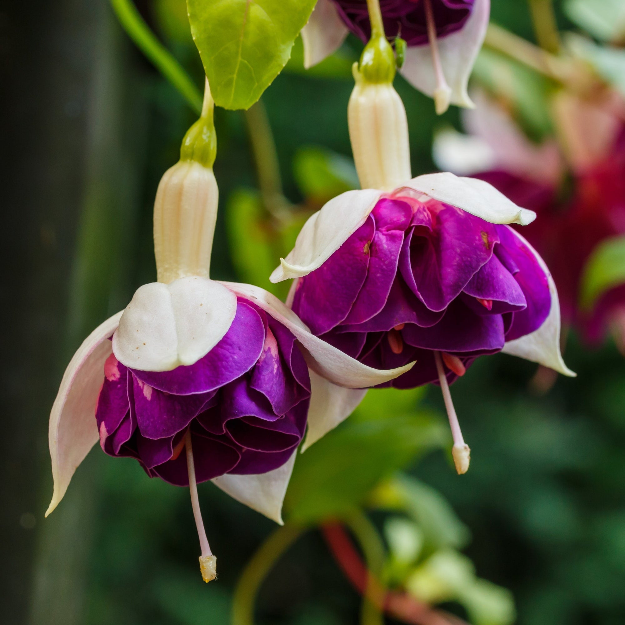 Fuchsia ORNAMENTAL FUCHSIA â Ferri Seeds