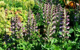HUNGARIAN BEAR'S BRITCHES <br>Acanthus hunaricus