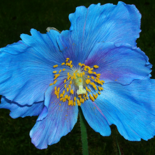BLUE POPPY With PINK! Meconopsis sheldonii Lingholm