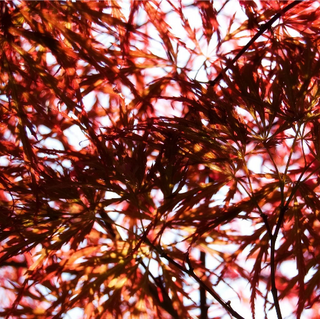 LACE-LEAF JAPANESE MAPLE <br>Acer palmatum matsumurae dissectum