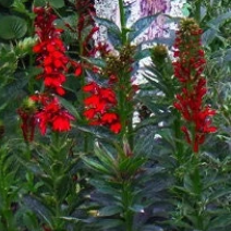 RED-LEAVES CARDINAL FLOWER Lobelia cardinalis