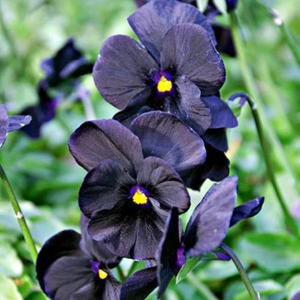 BLACKJACK PANSY Viola