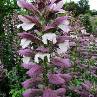 SPINY BEAR'S BRITCHES Acanthus spinosus