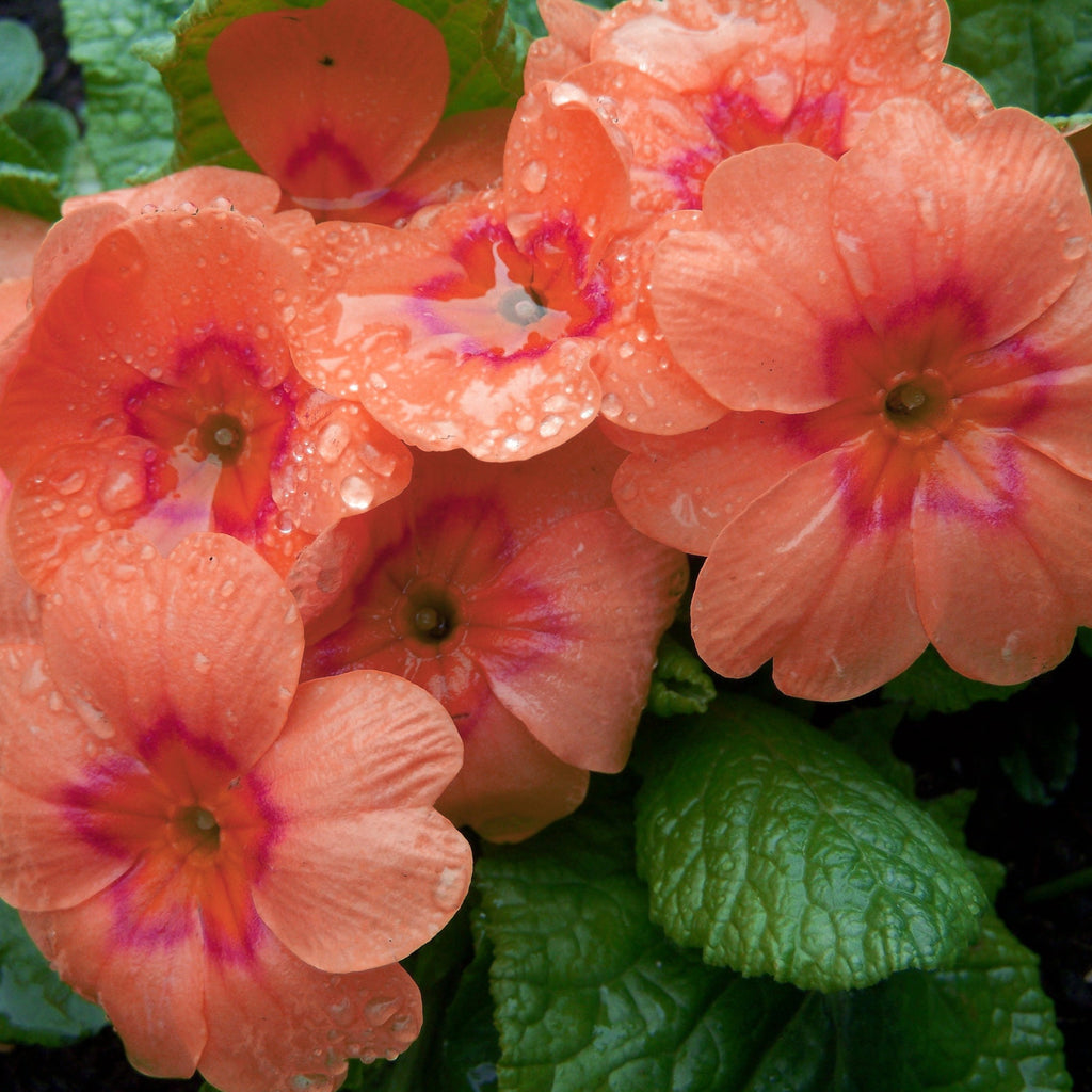 Primula Cod Roe Primula wanda PRIMROSE SALMON SHADES – Ferri Seeds