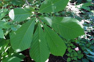 AMERICAN PAPAW FRUIT Paw Paw Tree <br>Asimina triloba
