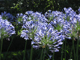 GIANT FORM LILY OF THE NILE Agapanthus africanus