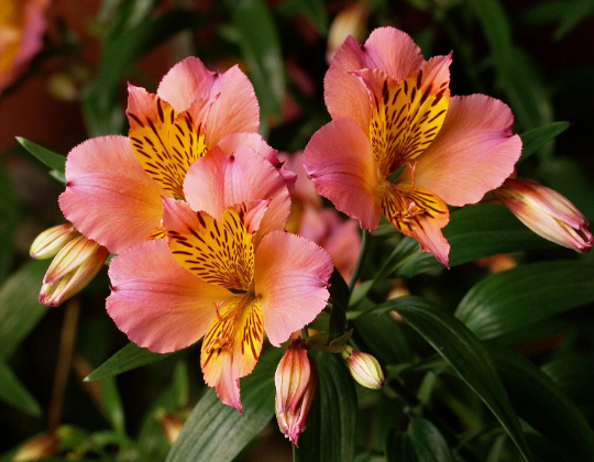 Alstroemeria flower outlet