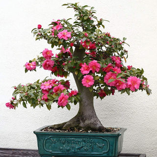 BONSAI - JAPANESE CAMELIA Camellia japonica
