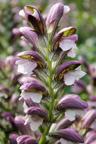 HUNGARIAN BEAR'S BRITCHES <br>Acanthus hunaricus