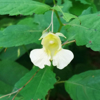WHITE TOUCH ME NOT Jewelweed, Impatiens capensis