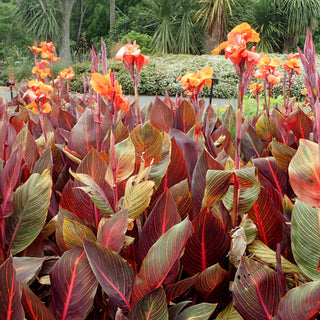 CANNA RED LEAVES